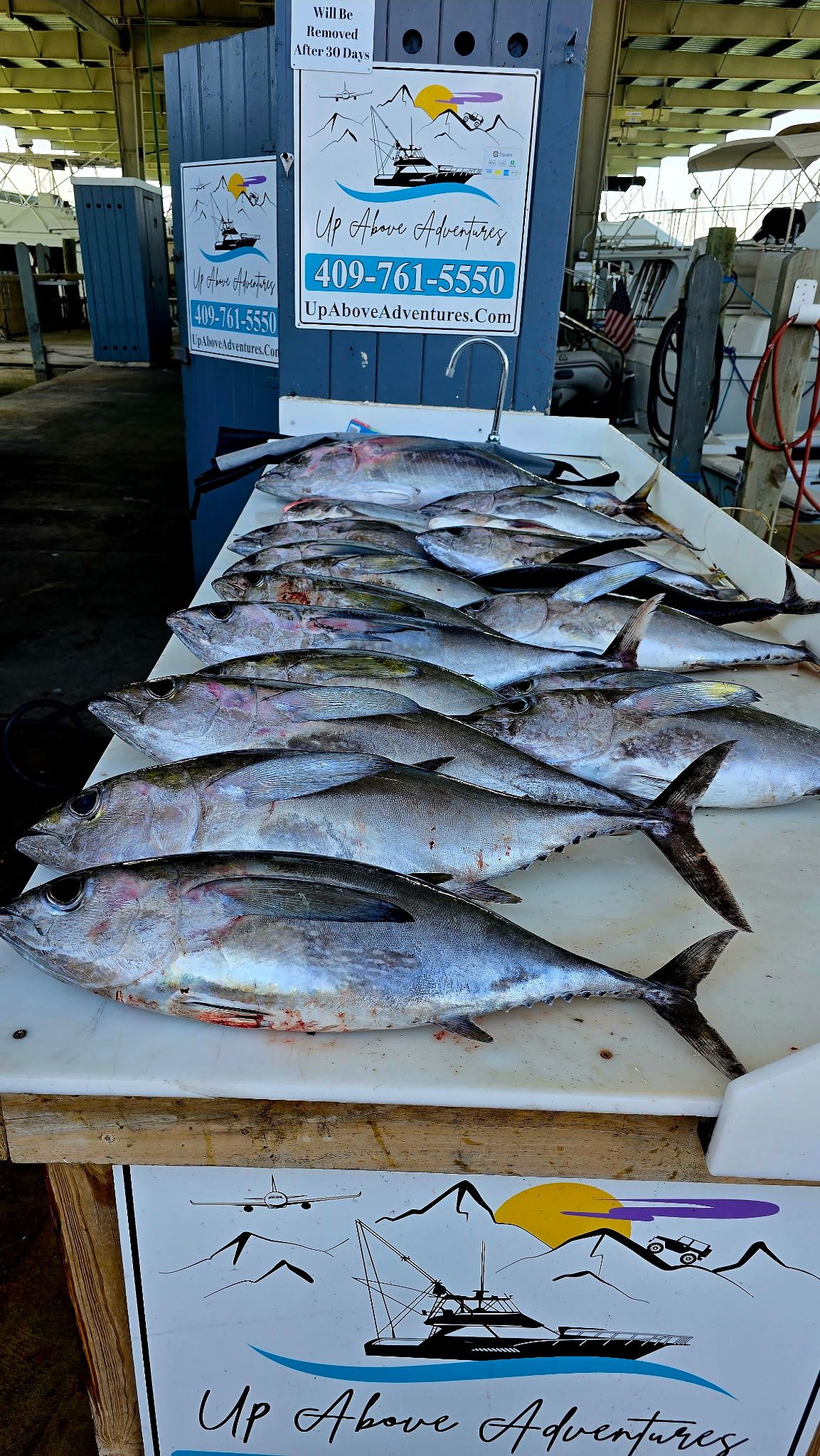 A bunch of tuna caught while June fishing